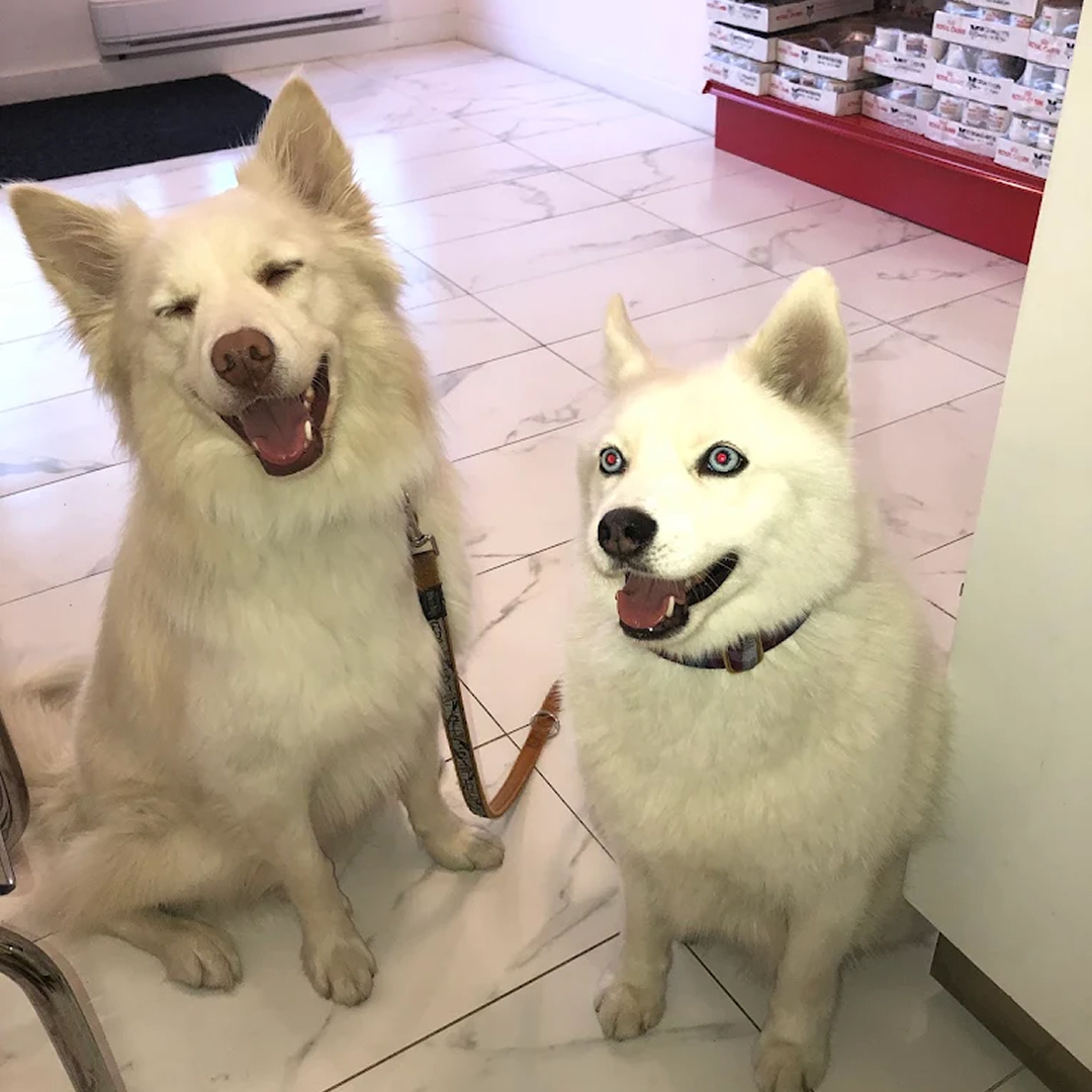 Two White Dogs in Reception