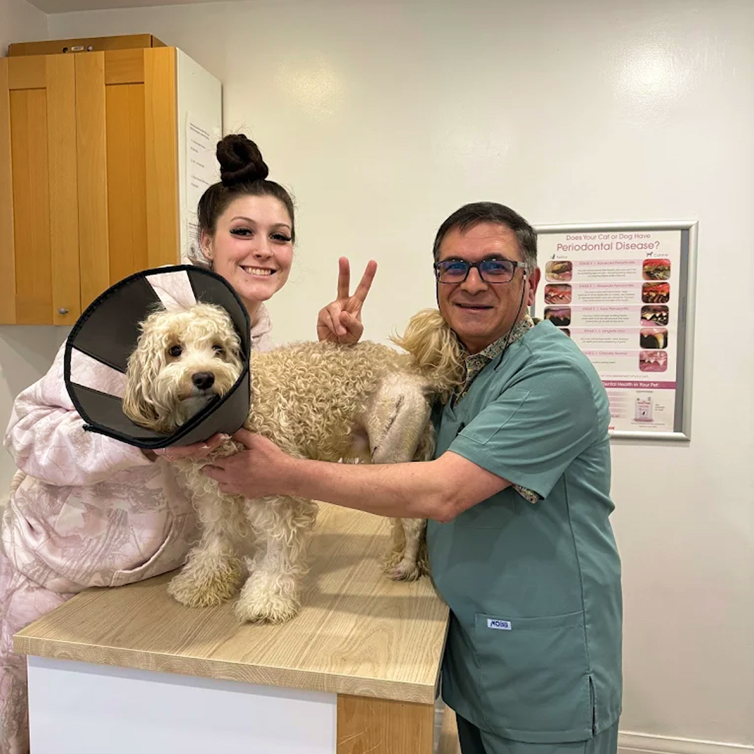 Cockapoo in Recovery Cone