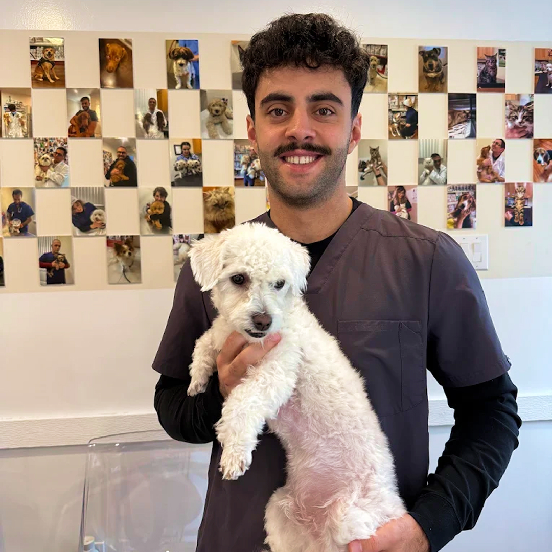 Veterinarian Holding White Poodle
