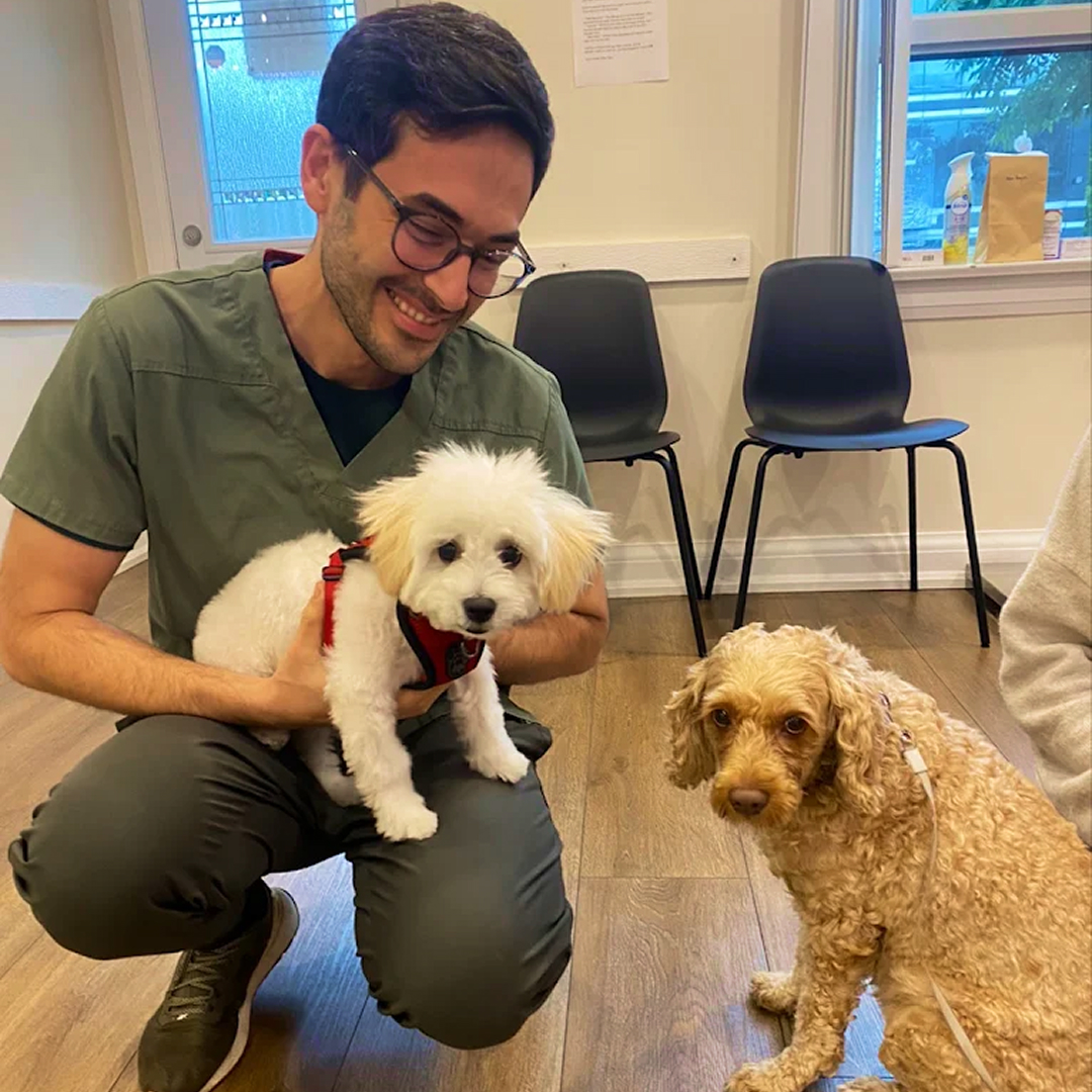 Vet With Bichon and Cockapoo