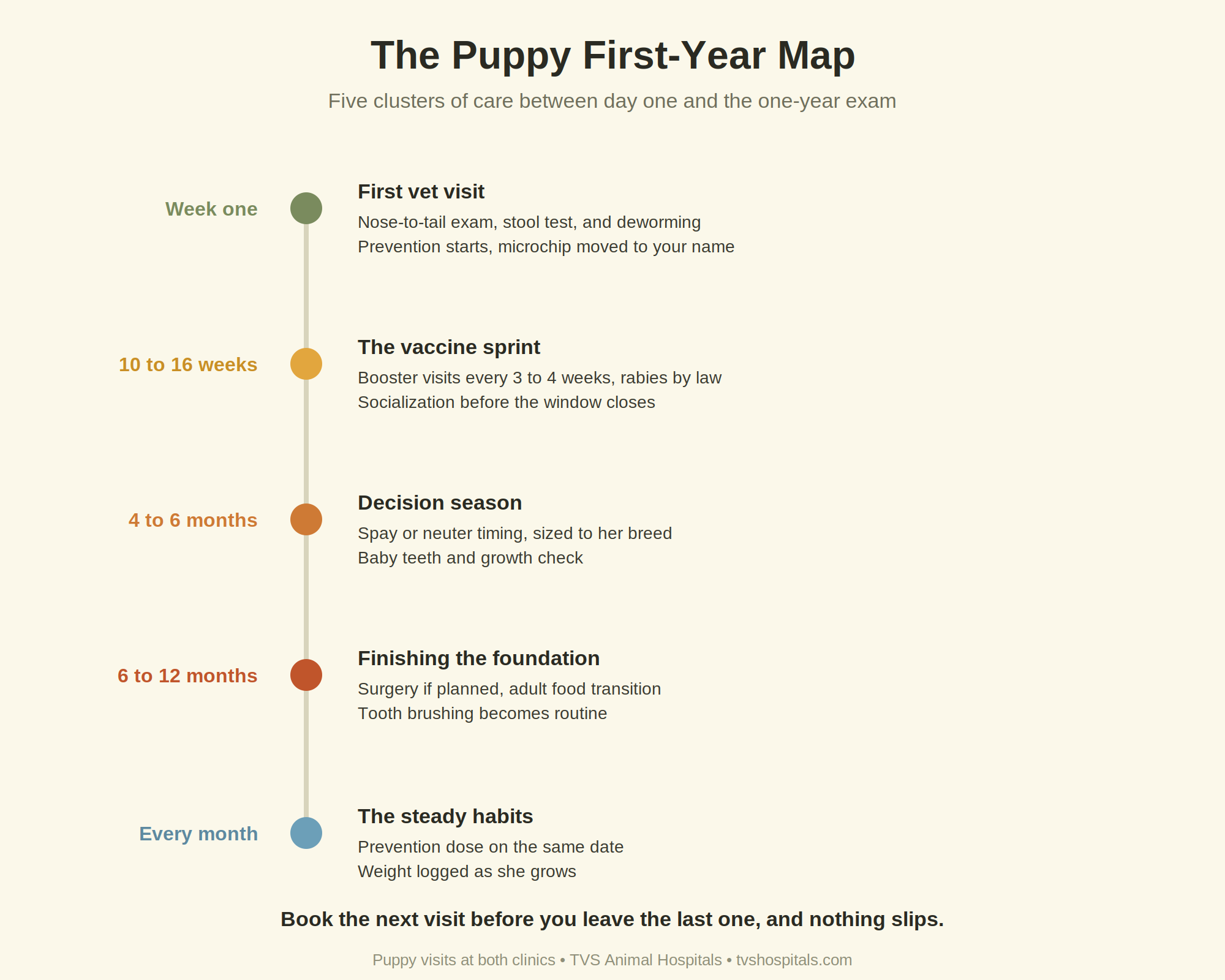 Vertical timeline infographic of the first-year puppy checklist, from the first vet visit through vaccines, spay and neuter decisions, and monthly habits.