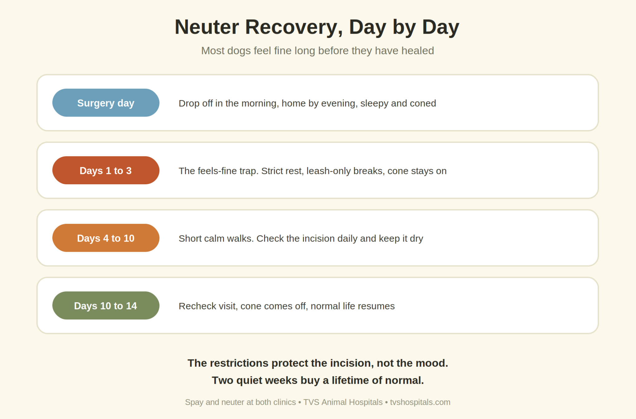 Timeline infographic of dog neuter recovery from surgery day through the two-week recheck, with rest, leash-only, and gradual return phases.
