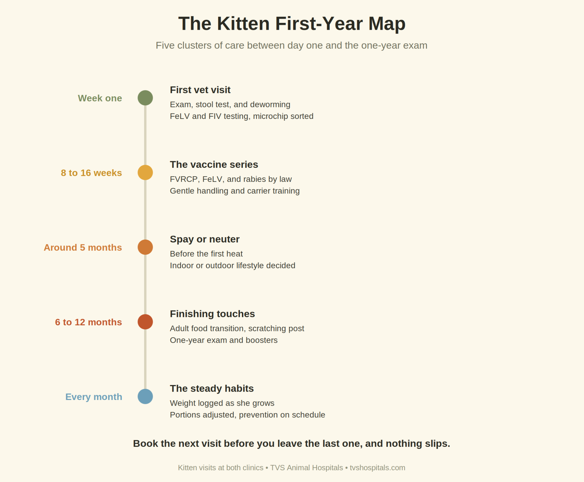 Vertical timeline of the kitten first-year checklist from the first vet visit through vaccines, spay or neuter, and monthly habits.