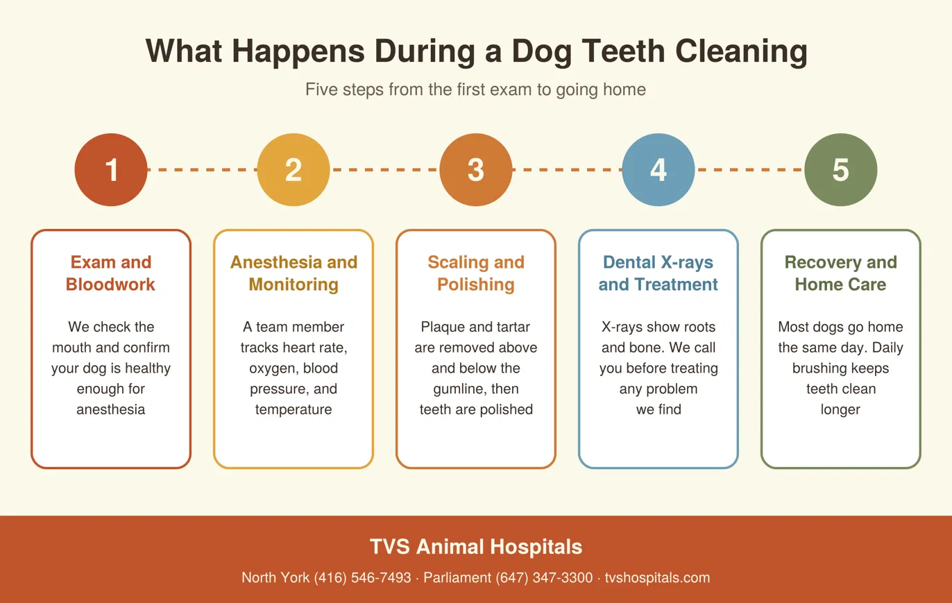 Infographic about what happens during a dog teeth cleaning