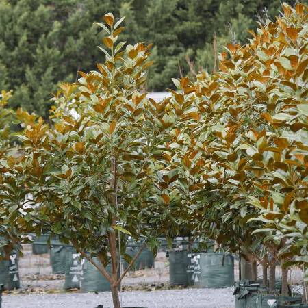 Southern Magnolia ‘Exmouth’