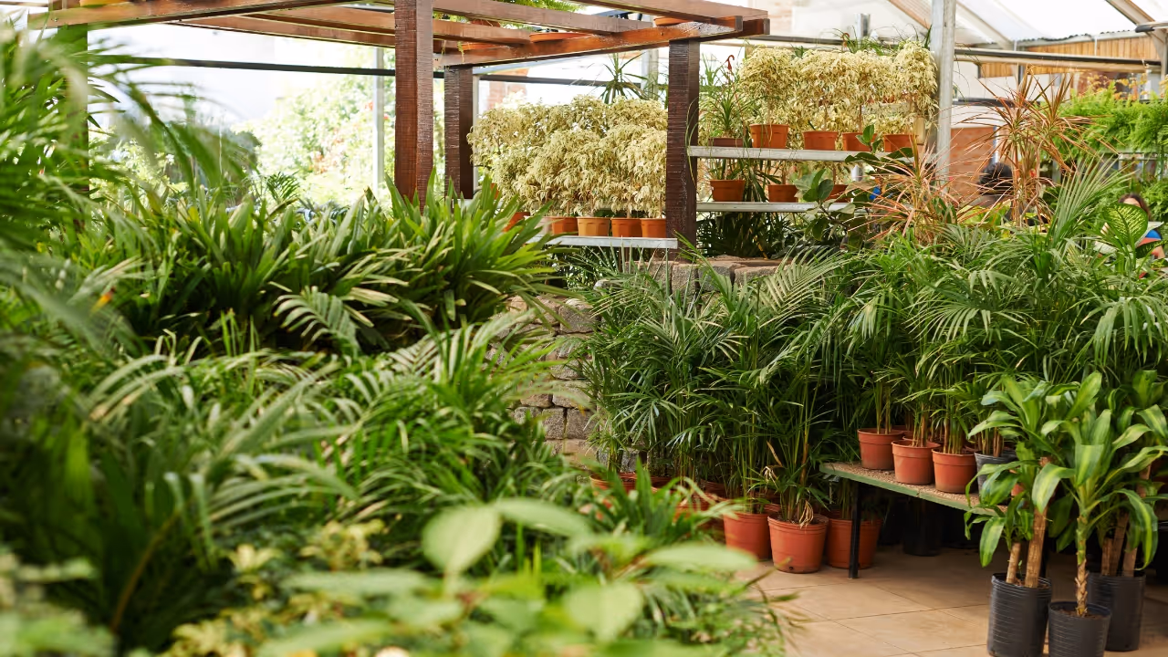wholesale nursery