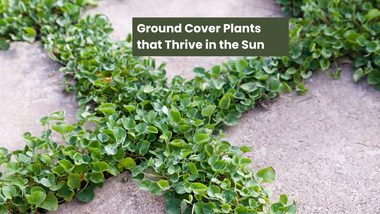 Ground Cover Plants that Thrive in the Sun