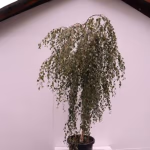 betula youngii std weeper