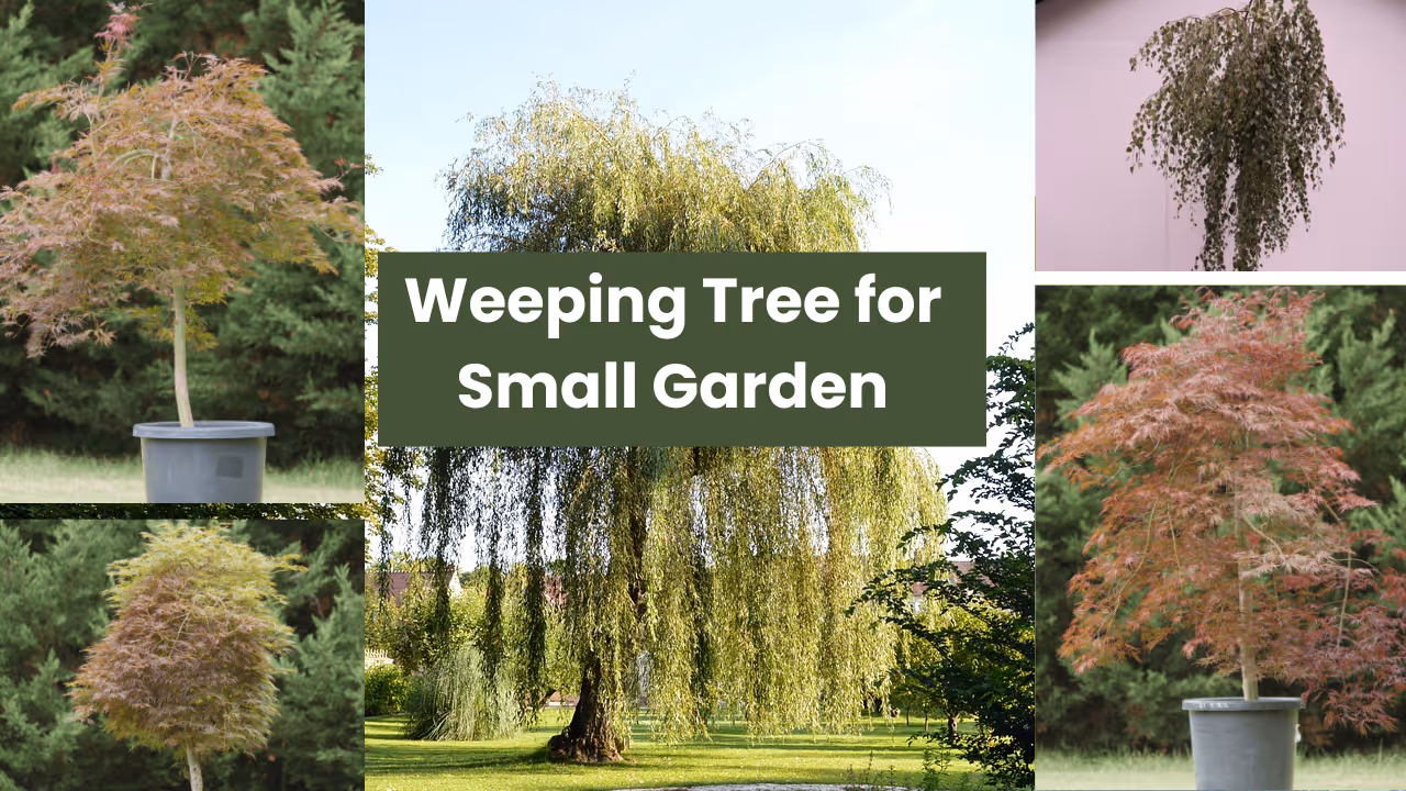Weeping Trees for a Small Garden
