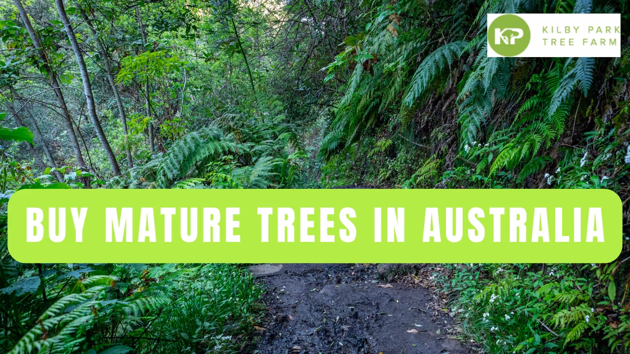 Where to Buy Mature Trees in Australia: Your One-Stop Guide