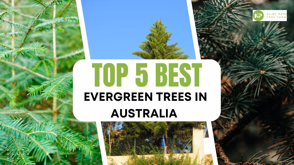 Top 5 Evergreen Trees in Australia