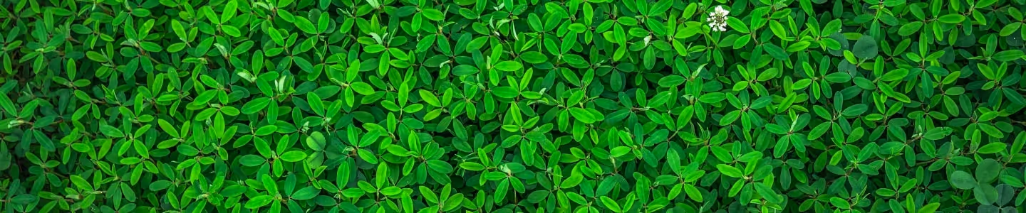 The Benefits of Sourcing from a Wholesale Nursery: Quality, Variety, and Value