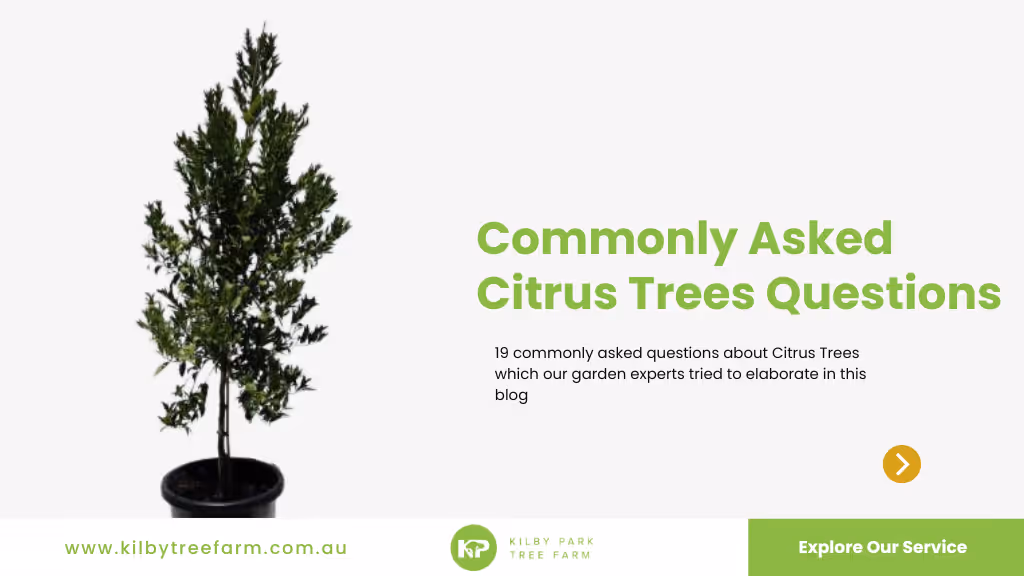 Answering 15 Common Questions About Citrus Trees: Your Complete Guide