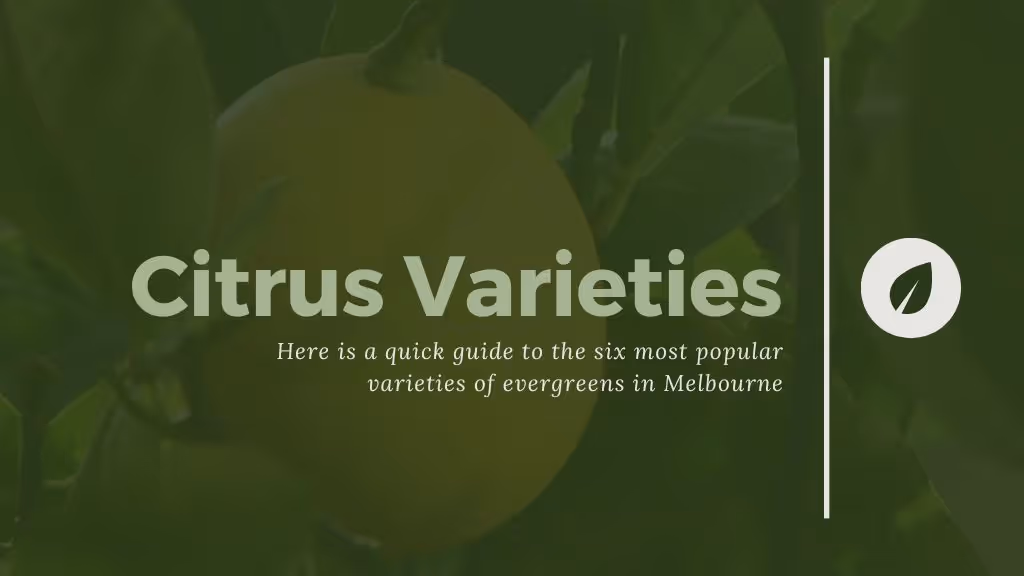 Types of Evergreen Trees: A Guide to the Most Popular Varieties