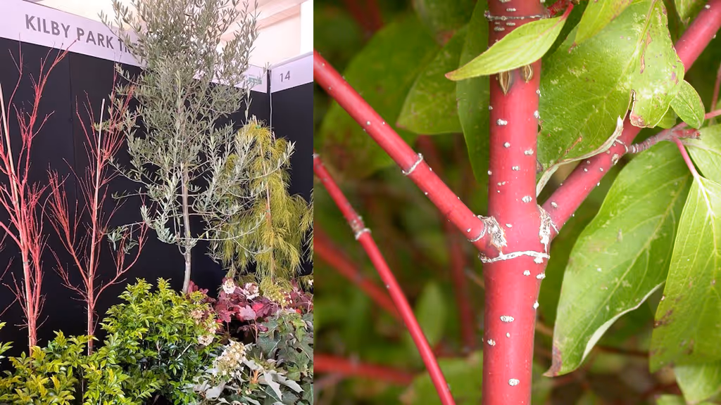 garden colour palette