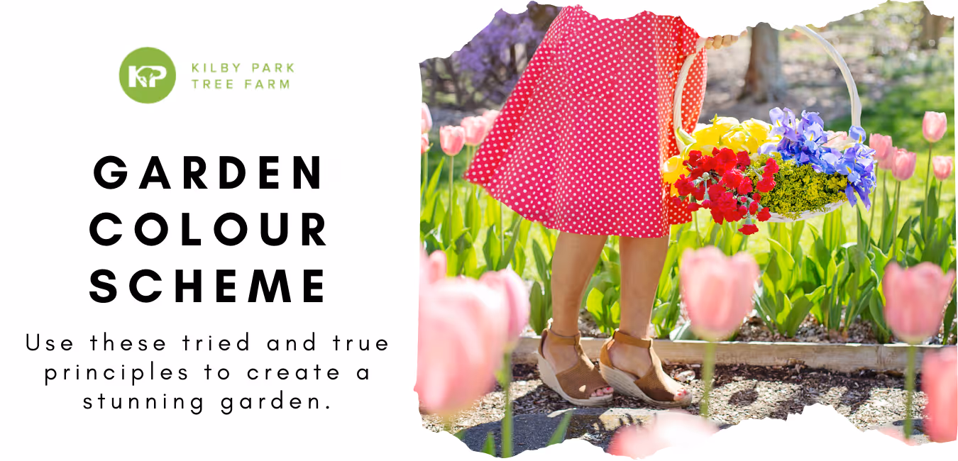Garden Colour Schemes - tried and true principles