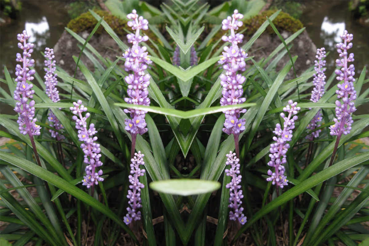 liriope evergreen giant