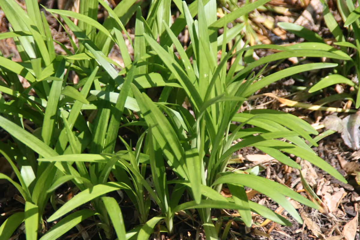 liriope muscari monroe white