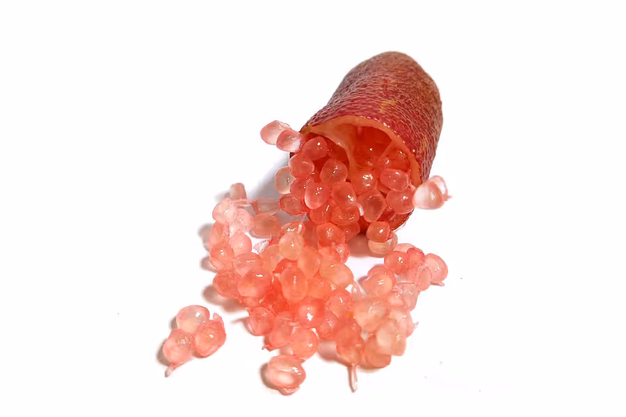 finger lime tree