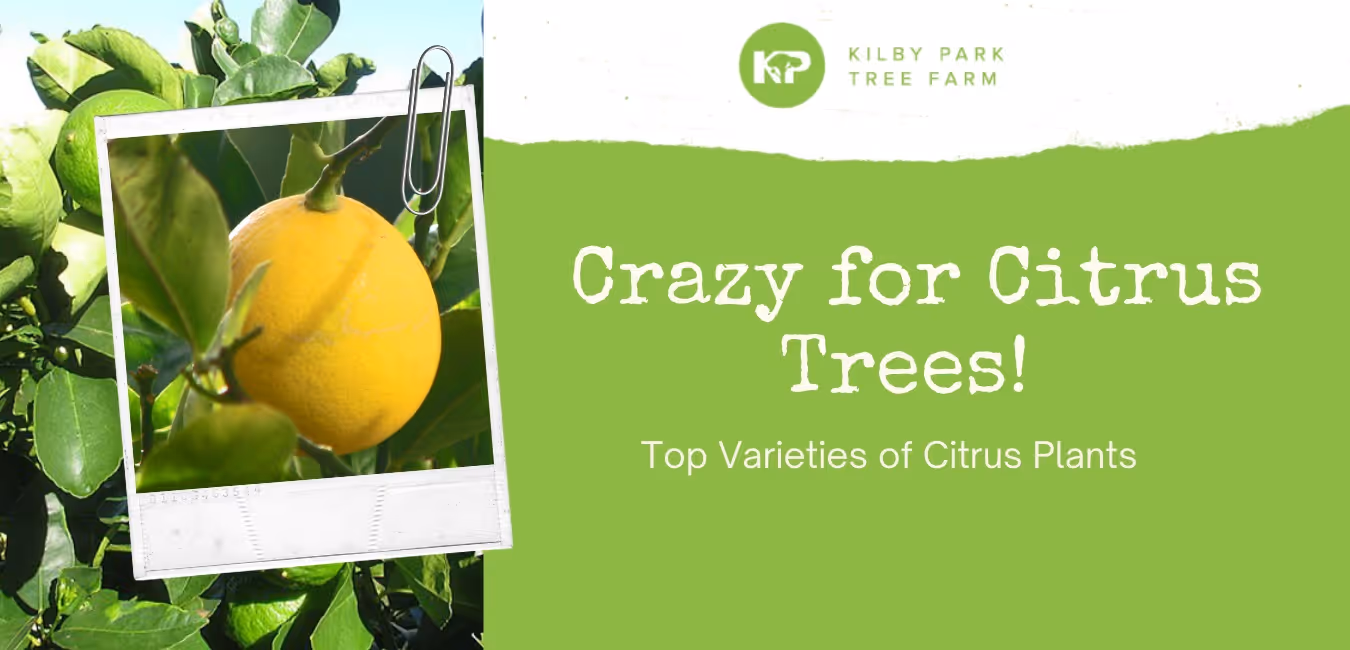 Top Varieties of Citrus Trees For Sale