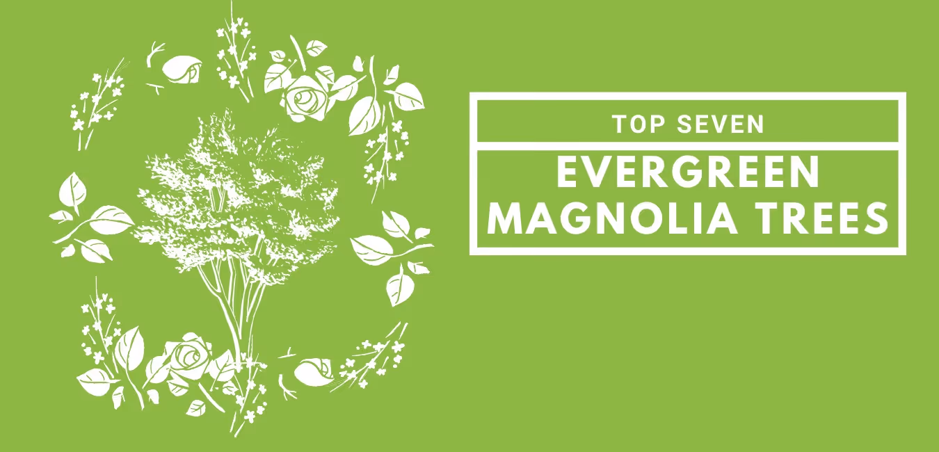 Top 7 Evergreen Magnolia Trees in 2025
