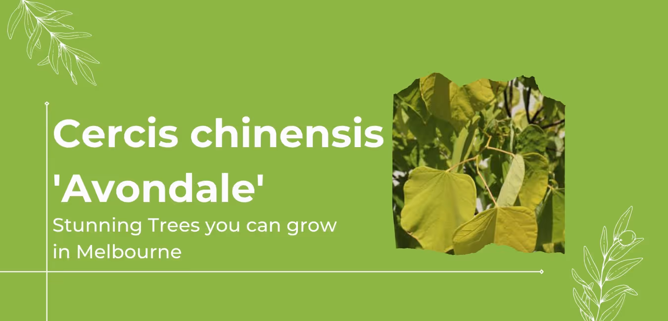 Cercis chinensis Avondale