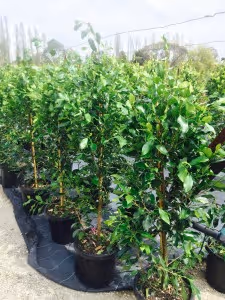 Kilby Tree Farm - Ficus Flash 20cm