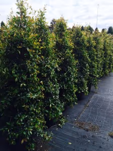 Kilby Park Tree Farm Syzygium select