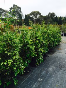 Kilby Park Tree Farm Acmena sublime
