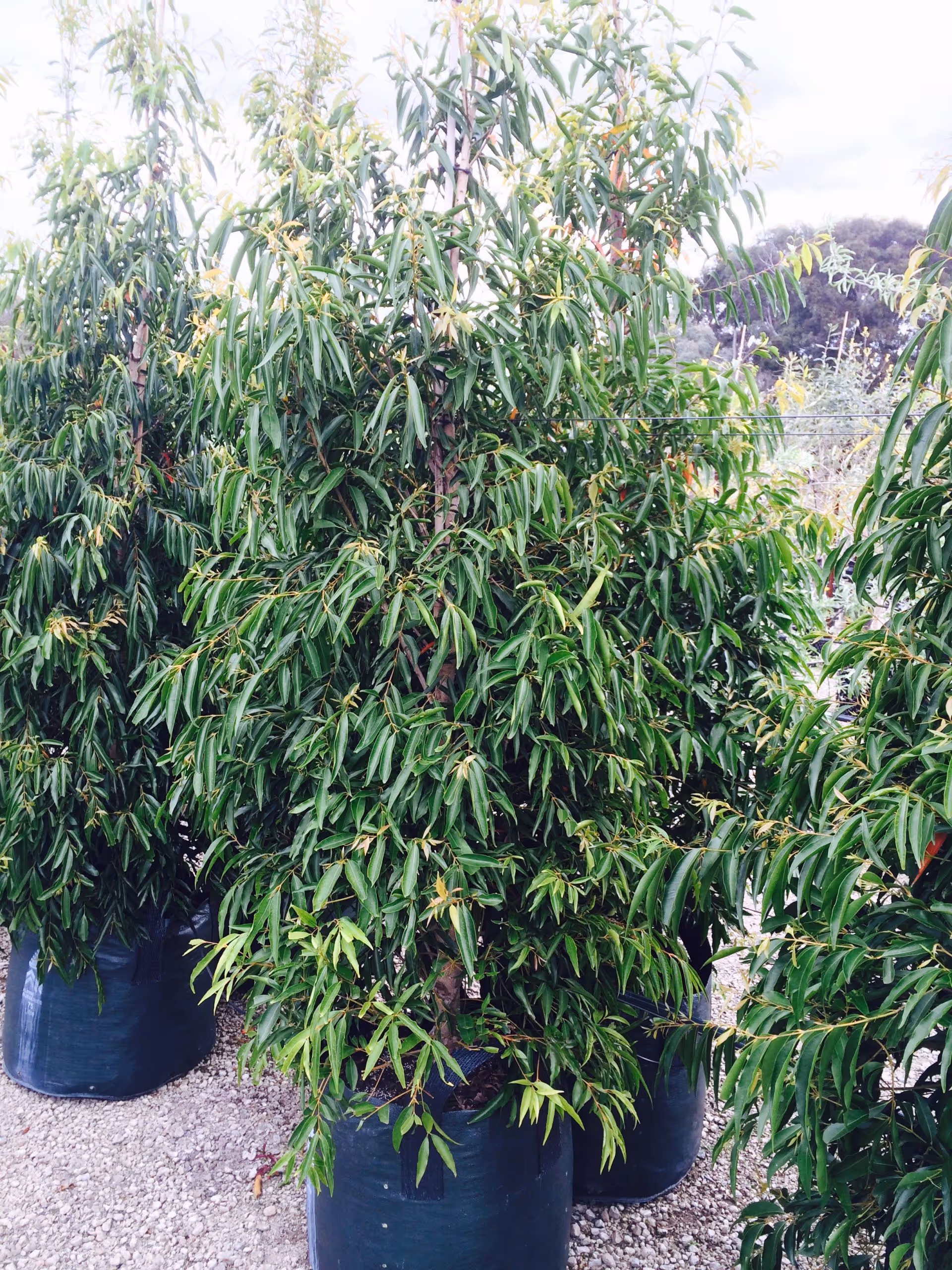 Screening Plants