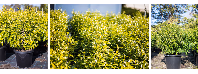 Plant of the month: Michelia Figo, the Portwine Magnolia