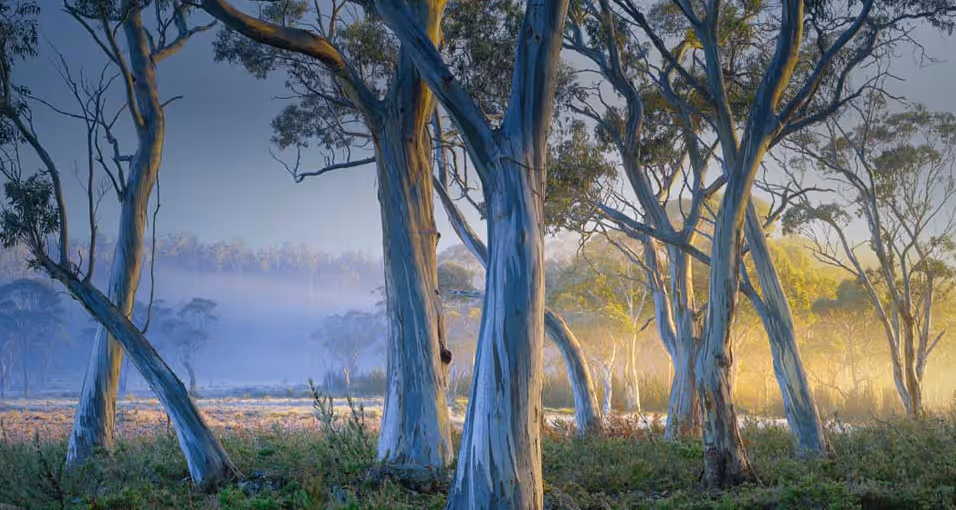 advanced trees for sale - Beautiful and Bare