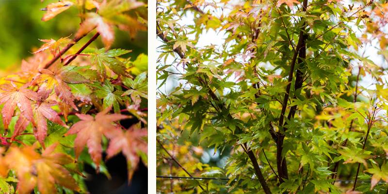 The perfect choice for Autumn colour
