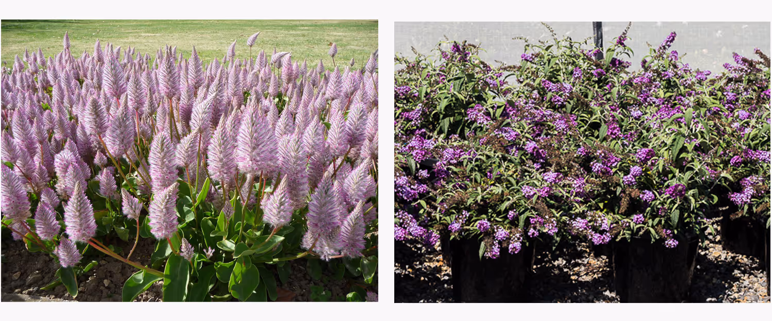 wholesale plants Melbourne