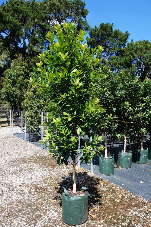 Tanyas Plant of the Month: Luscious® Tristaniopsis
