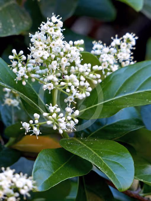 Viburnum-odoratissimum Fragrance Plants