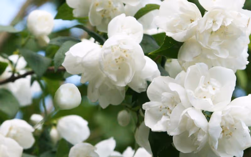 PhiladelphusVirginalflw_1