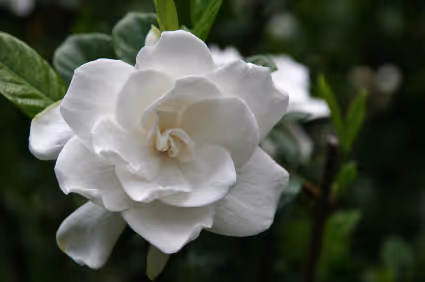 Top 6 Fragrance Plants for Spring