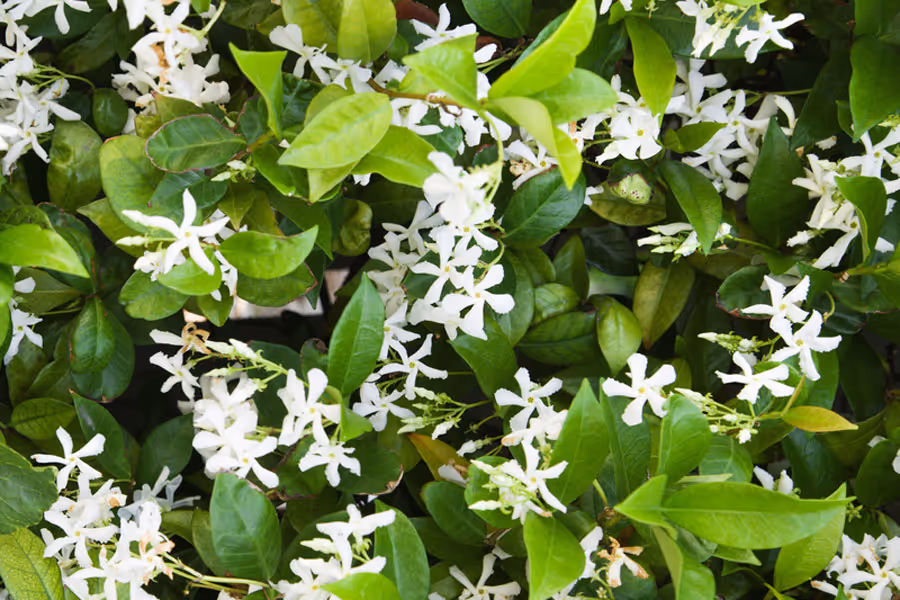 star-jasmine Fragrance Plants