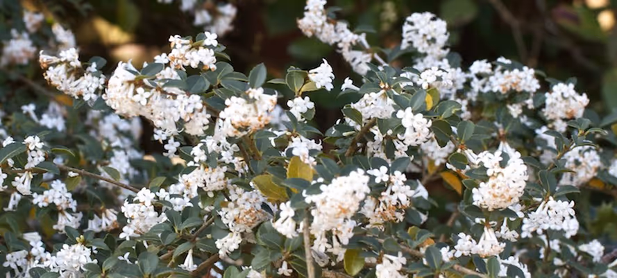 Pearly Fragrance Plants