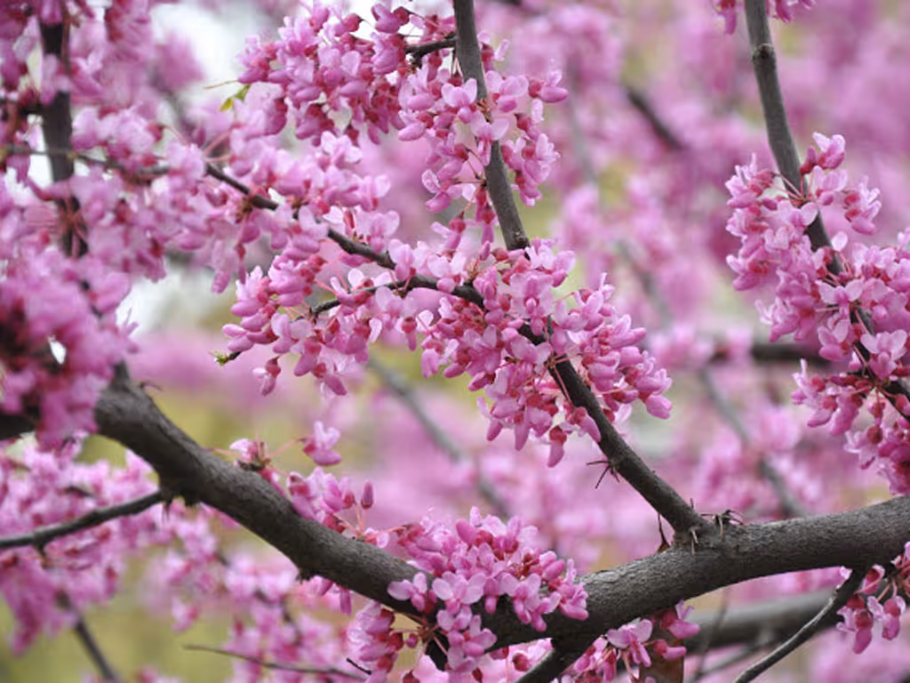 Cercis blossom tree