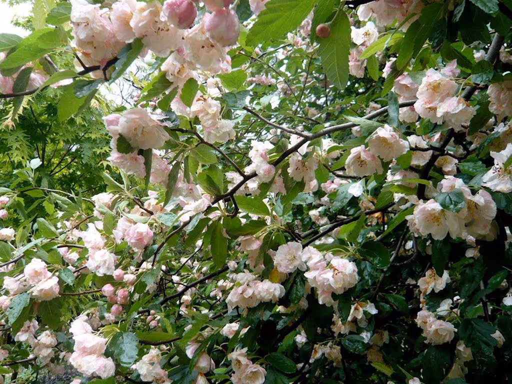malus ioensis plena blossom trees