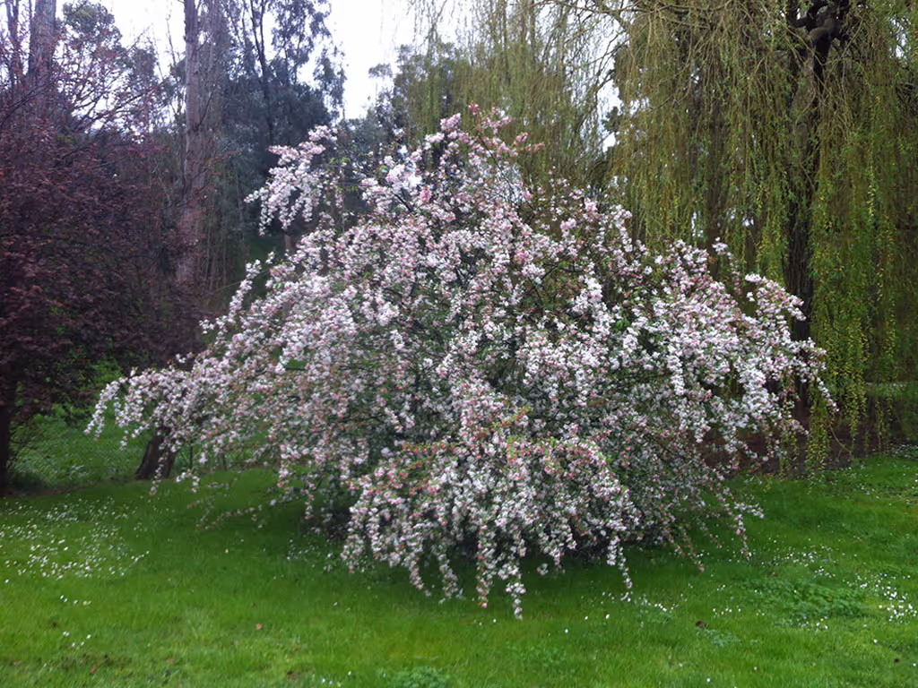 malusflor blossom trees