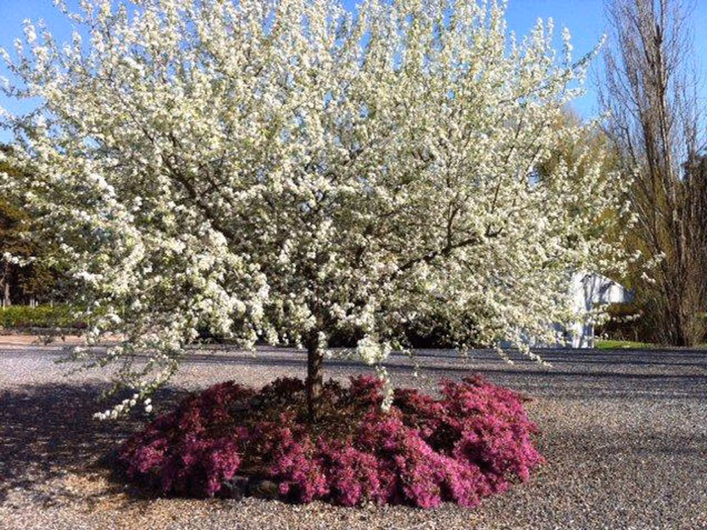 5 Knockout Blossom Trees for Spring