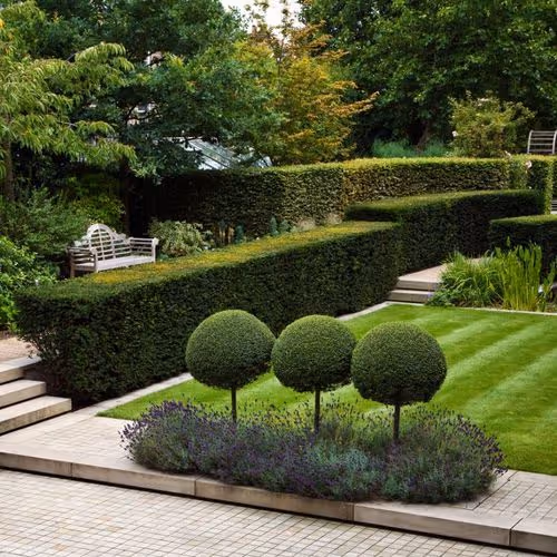 mature trees for sale