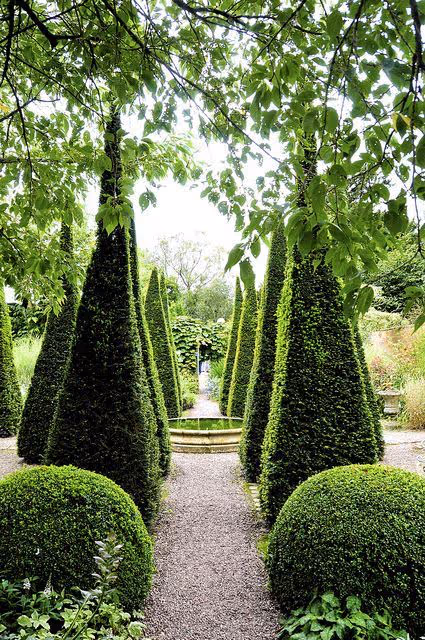 accent plants