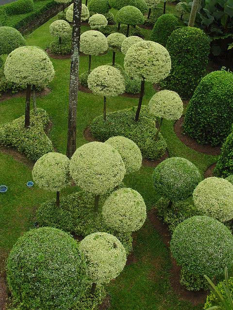climber plants