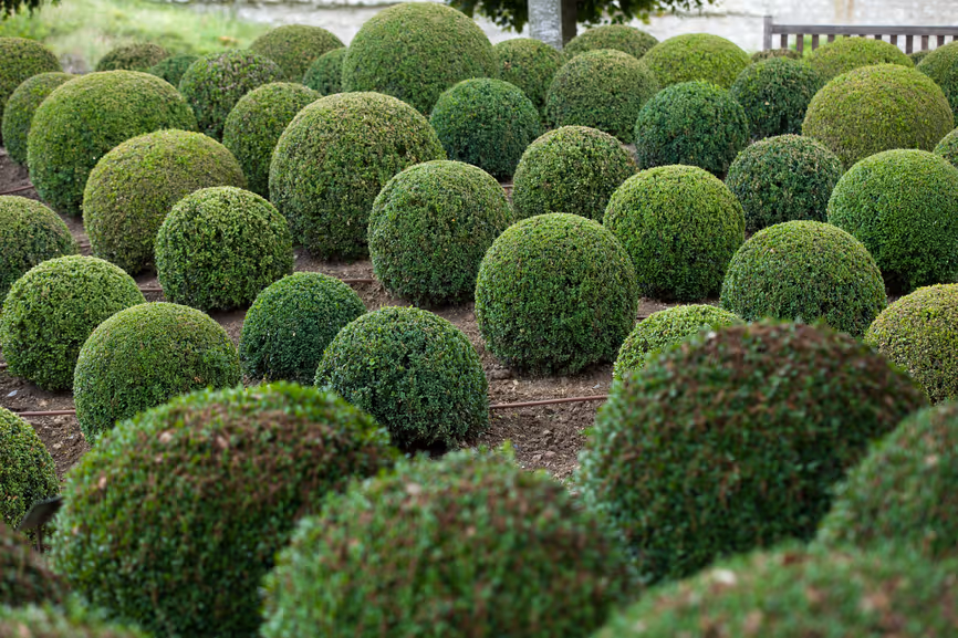 advanced trees for sale