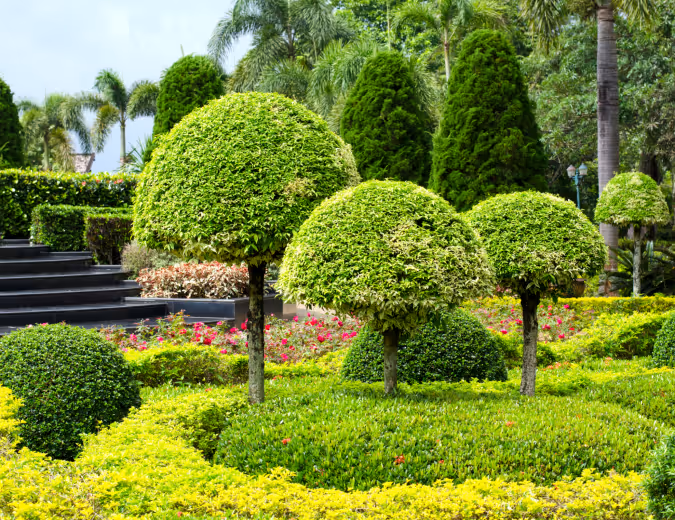 citrus nursery Melbourne