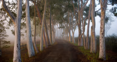 Driveway at Cruden Farm native australian garden